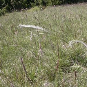 Photographie n°9577 du taxon Stipa pennata L. [1753]