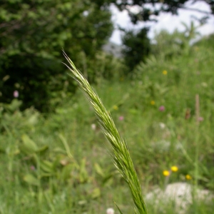 Photographie n°9579 du taxon Trisetum flavescens (L.) P.Beauv. [1812]