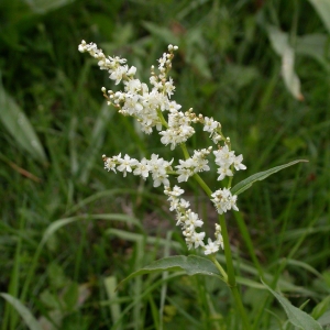 Photographie n°9588 du taxon Polygonum alpinum All. [1773]