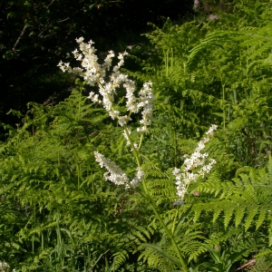 Photographie n°9590 du taxon Polygonum alpinum All. [1773]