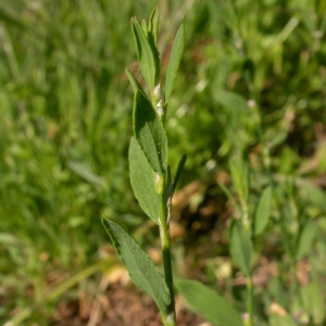 Photographie n°9593 du taxon Polygonum aviculare L. [1753]