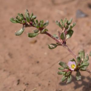 Photographie n°9613 du taxon Frankenia pulverulenta L. [1753]