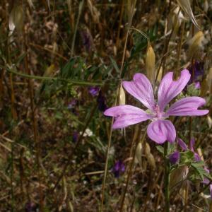 Photographie n°9617 du taxon Malva sylvestris L.