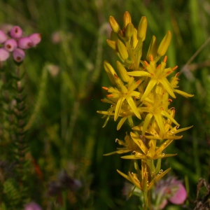 Photographie n°9619 du taxon Narthecium ossifragum (L.) Huds. [1762]