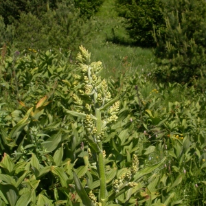 Photographie n°9620 du taxon Veratrum album L.