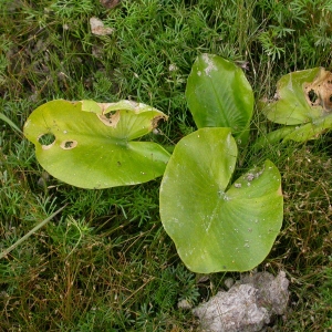 Photographie n°9623 du taxon Nymphaea alba L. [1753]