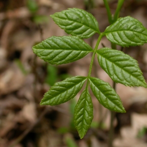 Photographie n°9624 du taxon Fraxinus excelsior L. [1753]