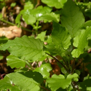 Photographie n°9629 du taxon Circaea x intermedia Ehrh. [1789]