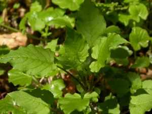 Julien BARATAUD, le 30 avril 2005 (Saint-Étienne-aux-Clos (Charruséjoux))