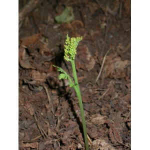 Botrychium lunaria subsp. matricariifolium (Retz.) Hartm. (Botryche à feuilles de camomille)