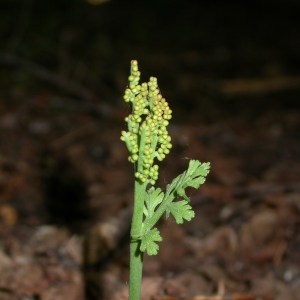 Photographie n°9649 du taxon Botrychium matricariifolium (A.Braun ex Döll) W.D.J.Koch [1846]