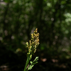  - Botrychium matricariifolium (A.Braun ex Döll) W.D.J.Koch [1846]