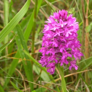 Photographie n°9660 du taxon Anacamptis pyramidalis (L.) Rich. [1817]