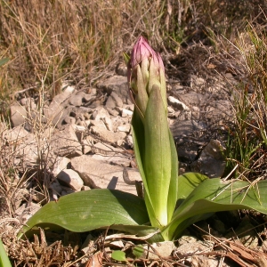 Photographie n°9666 du taxon Barlia robertiana (Loisel.) Greuter [1967]