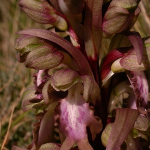 Photographie n°9667 du taxon Barlia robertiana (Loisel.) Greuter [1967]