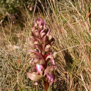 Photographie n°9668 du taxon Barlia robertiana (Loisel.) Greuter [1967]