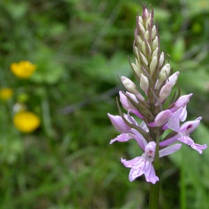 Photographie n°9672 du taxon Dactylorhiza fuchsii (Druce) Soó [1962]