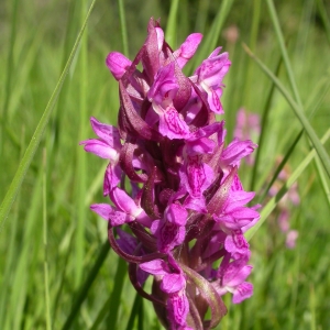 Photographie n°9674 du taxon Dactylorhiza incarnata (L.) Soó [1962]