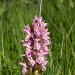 Photographie n°9675 du taxon Dactylorhiza incarnata (L.) Soó [1962]