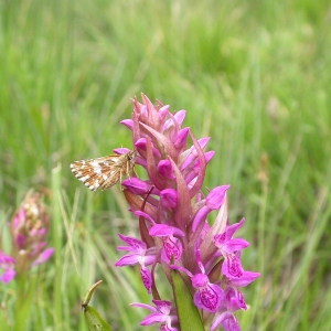 Photographie n°9676 du taxon Dactylorhiza incarnata subsp. incarnata