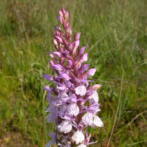 Photographie n°9678 du taxon Dactylorhiza maculata (L.) Soó [1962]