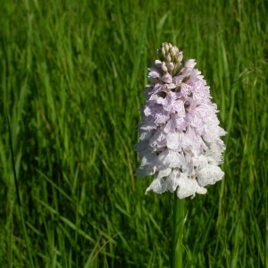 Photographie n°9681 du taxon Dactylorhiza maculata (L.) Soó [1962]