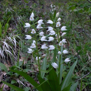 Photographie n°9685 du taxon Cephalanthera longifolia (L.) Fritsch [1888]