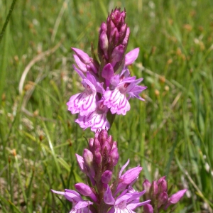 Photographie n°9687 du taxon Dactylorhiza maculata (L.) Soó [1962]