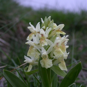 Photographie n°9688 du taxon Dactylorhiza sambucina (L.) Soó [1962]