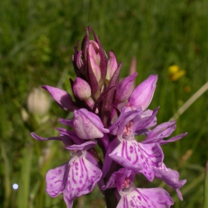 Photographie n°9701 du taxon Dactylorhiza maculata (L.) Soó [1962]