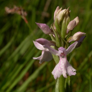 Photographie n°9703 du taxon Dactylorhiza maculata (L.) Soó [1962]