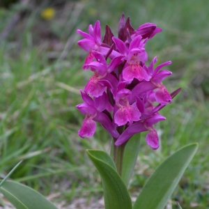 Photographie n°9709 du taxon Dactylorhiza sambucina (L.) Soó [1962]