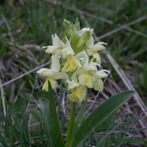 Photographie n°9710 du taxon Dactylorhiza sambucina (L.) Soó [1962]