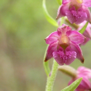 Photographie n°9712 du taxon Epipactis atrorubens (Hoffm.) Besser [1809]