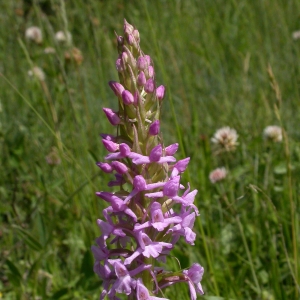 Photographie n°9716 du taxon Gymnadenia conopsea (L.) R.Br. [1813]