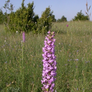 Photographie n°9717 du taxon Gymnadenia conopsea (L.) R.Br. [1813]