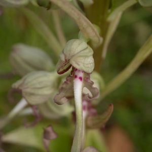 Photographie n°9719 du taxon Himantoglossum hircinum (L.) Spreng. [1826]