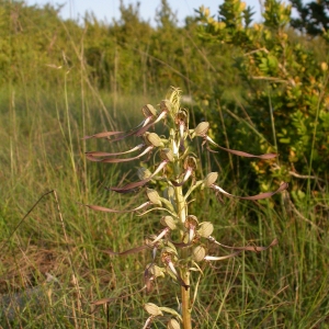 Photographie n°9722 du taxon Himantoglossum hircinum (L.) Spreng. [1826]