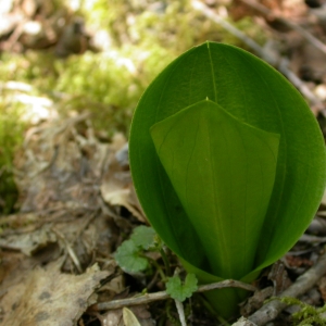 Photographie n°9725 du taxon Listera ovata (L.) R.Br. [1813]