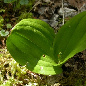 Photographie n°9726 du taxon Listera ovata (L.) R.Br. [1813]