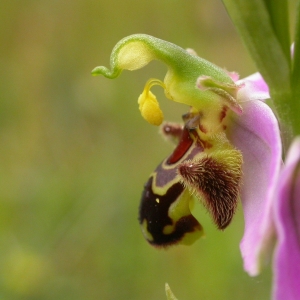 Photographie n°9731 du taxon Ophrys apifera Huds. [1762]