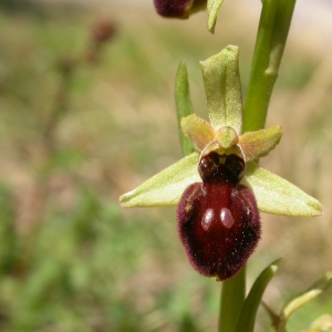 Photographie n°9733 du taxon Ophrys arachnitiformis Gren. & M.Philippe [1860]