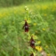  Julien BARATAUD - Ophrys insectifera L. [1753]