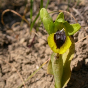 Photographie n°9750 du taxon Ophrys lutea Cav. [1793]