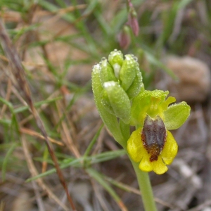 Photographie n°9753 du taxon Ophrys lutea Cav. [1793]