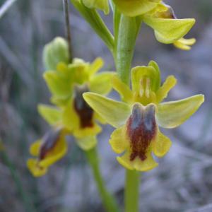 Photographie n°9755 du taxon Ophrys lutea Cav. [1793]