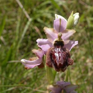 Photographie n°9766 du taxon Ophrys aveyronensis (J.J.Wood) P.Delforge [1984]