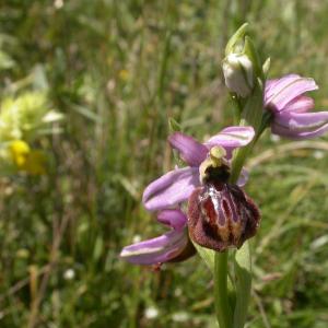 Photographie n°9767 du taxon Ophrys aveyronensis (J.J.Wood) P.Delforge [1984]