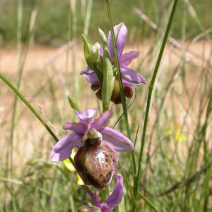 Photographie n°9770 du taxon Ophrys aveyronensis (J.J.Wood) P.Delforge [1984]