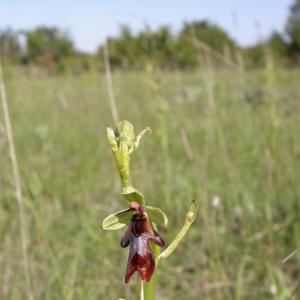 Photographie n°9771 du taxon Ophrys insectifera L.